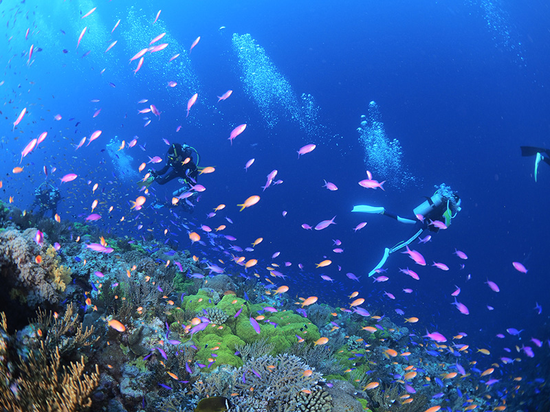 ダイビングの様子6